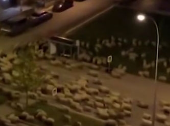 Samsun'da şaşırtan görüntü! Koyun sürüsü caddeyi kapattı