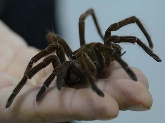 'Örümcek Adam' olmak için kendilerini örümceğe ısırtan çocuklar hastanelik oldu