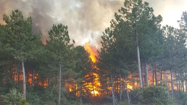 “Maden sahası açmak için orman yakıldı” iddiası