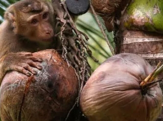 Tayland'da maymunların meyve toplayıcısı olarak çalıştırıldığı ortaya çıktı