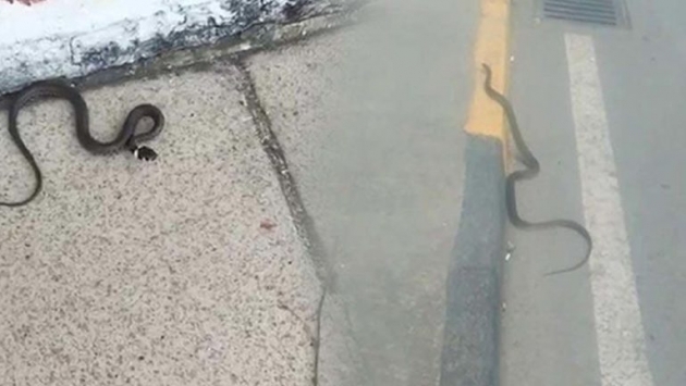 Trabzon sokaklarında yılan paniği