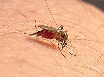 Sivrisinekler yoluyla korona virüs bulaşır mı?