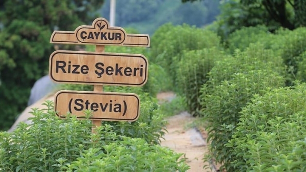 ‘Rize şekeri’ stevia için kurulan fabrika, arazi bitkiye uygun olmadığı için boşa düştü