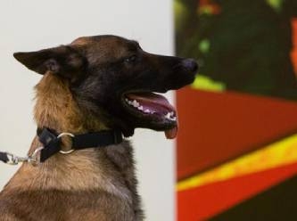 Almanya'da köpeklerle ilgili yeni koronavirüs açıklaması