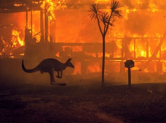 Avustralya'da son 2 yılda yaşanan dev yangınlar 3 milyar hayvanı etkiledi