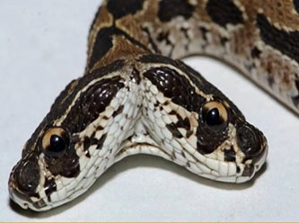 Asya'nın en tehlikeli çift başlı engerek yılanı bulundu: Tek ısırıkla öldürüyor