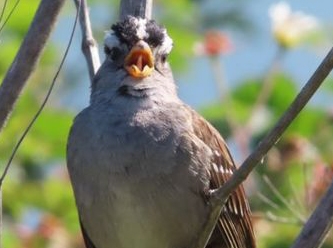 Koronavirüs karantinası, kuşların ötüşlerini nasıl değiştirdi?
