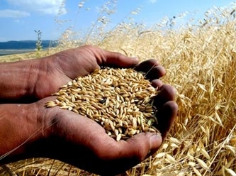 Hükümetin 'makarna ihracatı için buğday ithalatı' savunması doğru çıkmadı