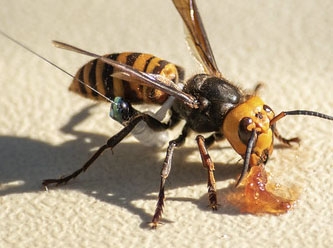 Amerikalı Araştırmacılar, Dev ‘Katil’ Eşek Arılarının İlk Yuvasını Bulup Ortadan Kaldırdı