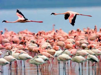 Pembe Flamingoların muhteşem görüntüsü
