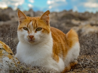 Kedi severlere üzücü haber:  Koronavirüs vizonlardan sonra kedilere de..