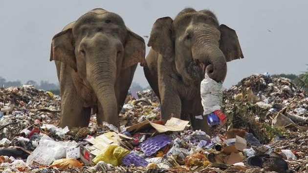 Çöpler canlı yaşamına büyük tehlike: Plastik atıklar 8 bin fili öldürdü