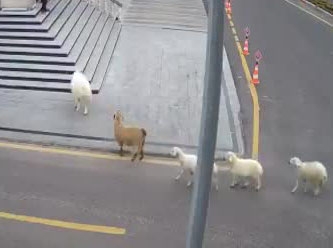 Nevşehir Belediyesi: 1 koyun,1 keçi, 3 kuzu tarafından esir alındık