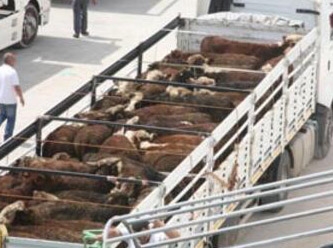 Sığır ve kümes hayvanlarının Kovid-19'u yaymadığı açıklandı