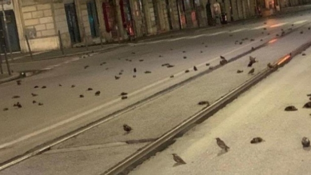 Roma'da havai fişeklerle yüzlerce kuş öldürüldü