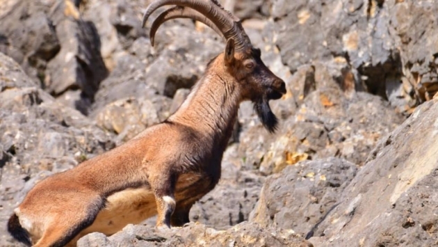 Dersim’de nesli tükenmekte olan dağ keçileri ölü bulundu