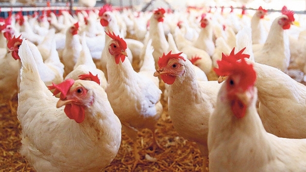 GDO'lu tavuk yemine tepki: Bu bir cinayettir