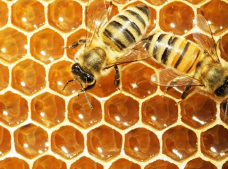 Yaz mevsimindeki hava koşulları, Bal Arıları için kışın hayatta kalmayı etkiliyor