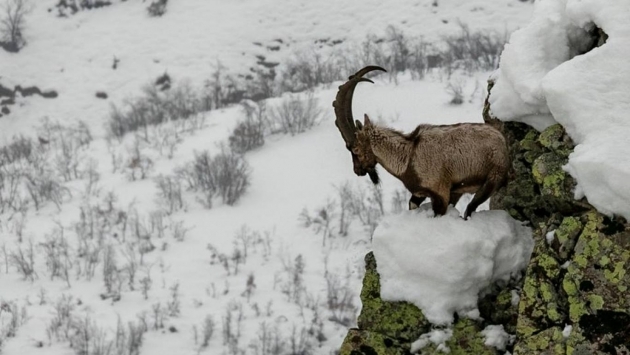 'Başsavcı vekili yasağa rağmen dağ keçisi avladı' iddiası