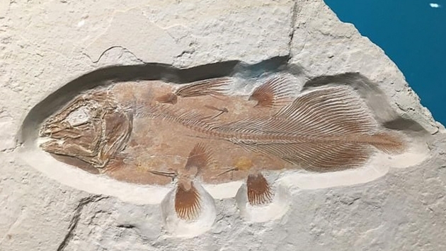 Milyonlarca yıllık balık fosili bulundu
