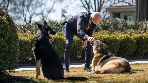 Biden'ın köpeği Beyaz Saray'da bir kişiyi daha ısırdı