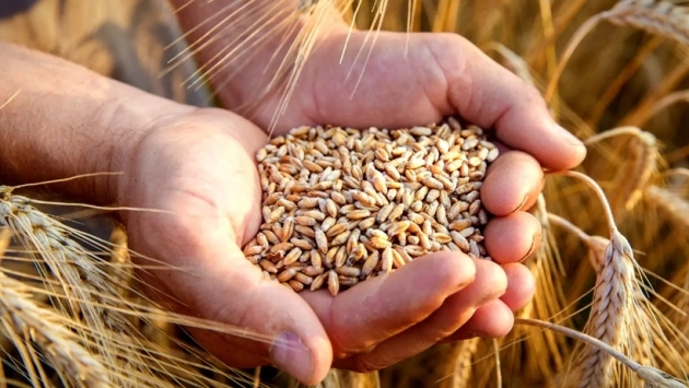 Türkiye, buğday ithalatında dünya rekoru kırdı