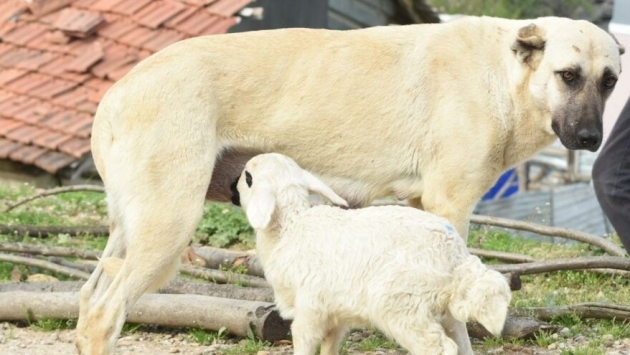 Çoban köpeği, kuzunun ‘süt annesi’