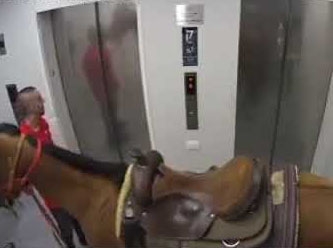 Asansöre at bindirmeye çalışan 2 kişiye gözaltı