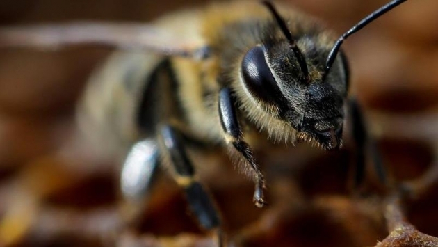Bilim insanları koronayı tespit etmek için arıları eğitti