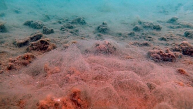 Prof. Sarı dalış görüntülerini paylaştı: Deniz dibindeki süngerlerin hepsi ölmüş