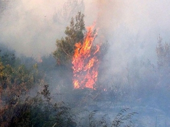 California'daki orman yangınında bir bölge tahliye ediliyor