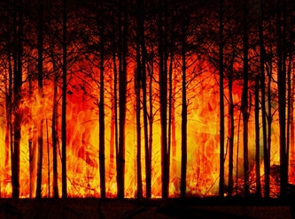 Dünya genelinde orman yangınları neden artıyor?