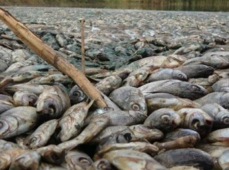 Gölette binlerce balık öldü