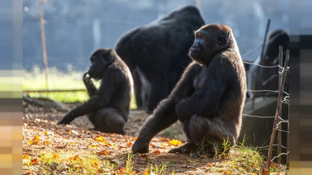 Hayvanat bahçesinde 18 gorilin Covid-19 testi pozitif çıktı