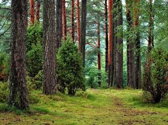 Ormanlarla ilgili yeni düzenleme gündemde
