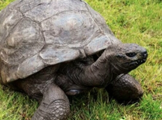 Dünyanın en yaşlı kaplumbağası Jonathan 190 yaşında