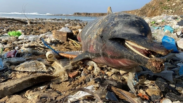  Eyüpsultan sahilinde 24 ölü yunus balığı kıyıya vurdu