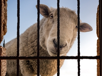 Şanlıurfa’da 17 koyun gözaltına alındı!
