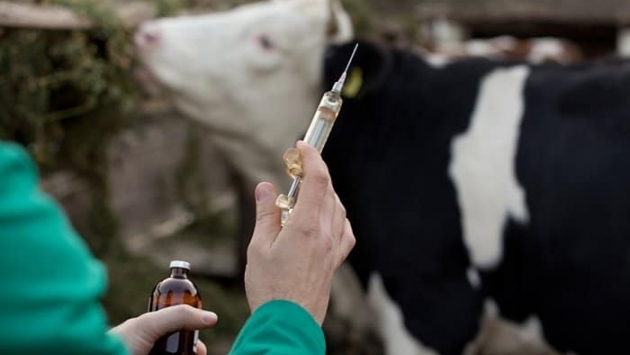 Hayvancılıkta aşı skandalı