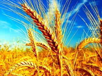 Ukrayna'dan 1,25 milyon tonluk tahıl felaketi uyarısı