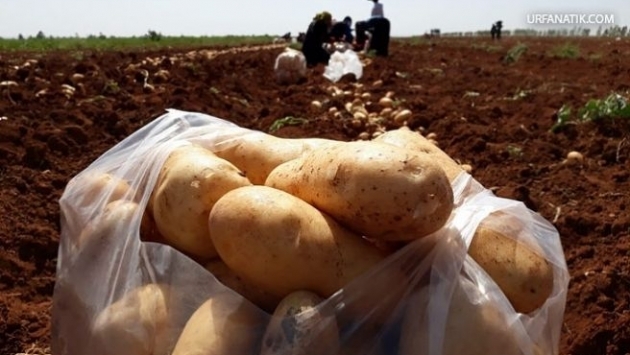 Zam şampiyonu patates: Bir yıl içinde yüzde 342 artış 