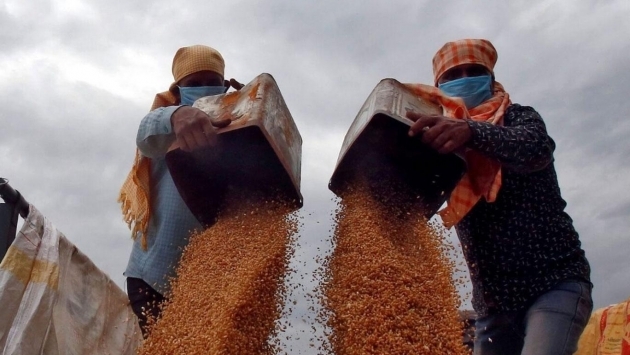Türkiye tarihinde bir ilk: Hindistan'dan 50 bin yon buğday ithal edildi