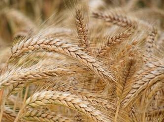 Tahıl sektörü, dünya çapında ‘kırmızı alarm’ veriyor