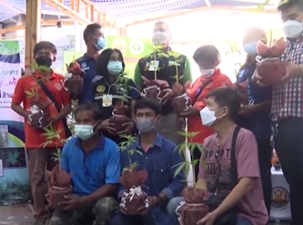 Esrar kullanımını yaygınlaştırma kararı alan Tayland 1 milyon kenevir dağıtıyor