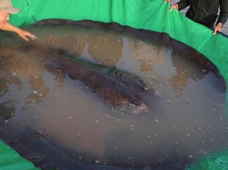 Tam 300 kilo ağırlığında: 'Dünyanın en büyük tatlı su balığı' yakalandı