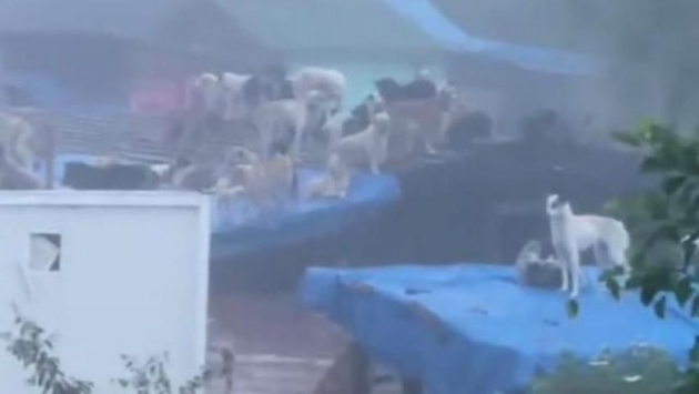 Bartın’daki selde, barınakta kilitli bırakılan 56 köpek boğuldu