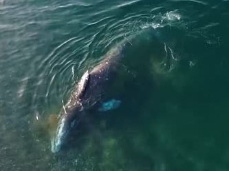 Balinalar Dünya'yı nasıl soğutuyor?