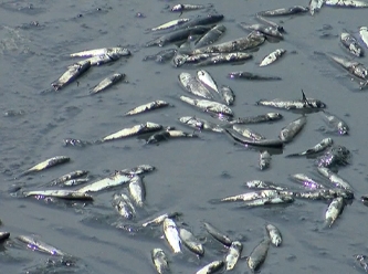 Nehirde tonlarca balık karaya vurdu; Sebebini bulana 4 milyon TL ödül