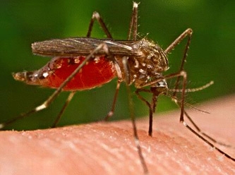 Sivrisinekler bazı kişileri daha mı fazla ısırır?