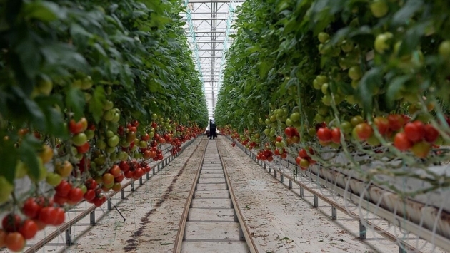 Sera-Bir Başkanı Yanmaz: Bu kış domatesin fiyatı 50 lirayı bulur